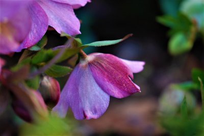 Helleborus orientalis - čemeřice východní - květ